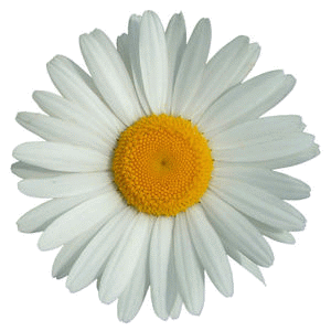 300px-Marguerite_1